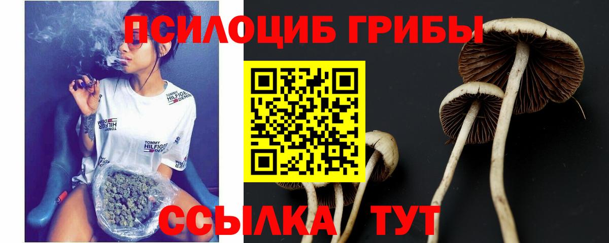 Псилоцибиновые грибы Cubensis Реутов